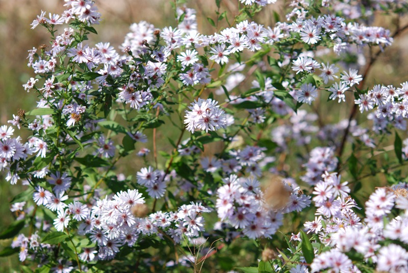 Symphyotrichum novi-belgii  (= Aster novi-belgii)